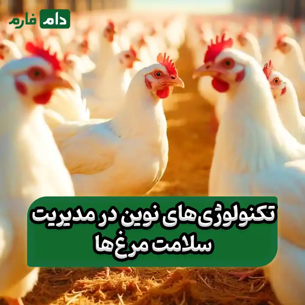 How-to-prevent-summer-diseases-in-poultry-farms