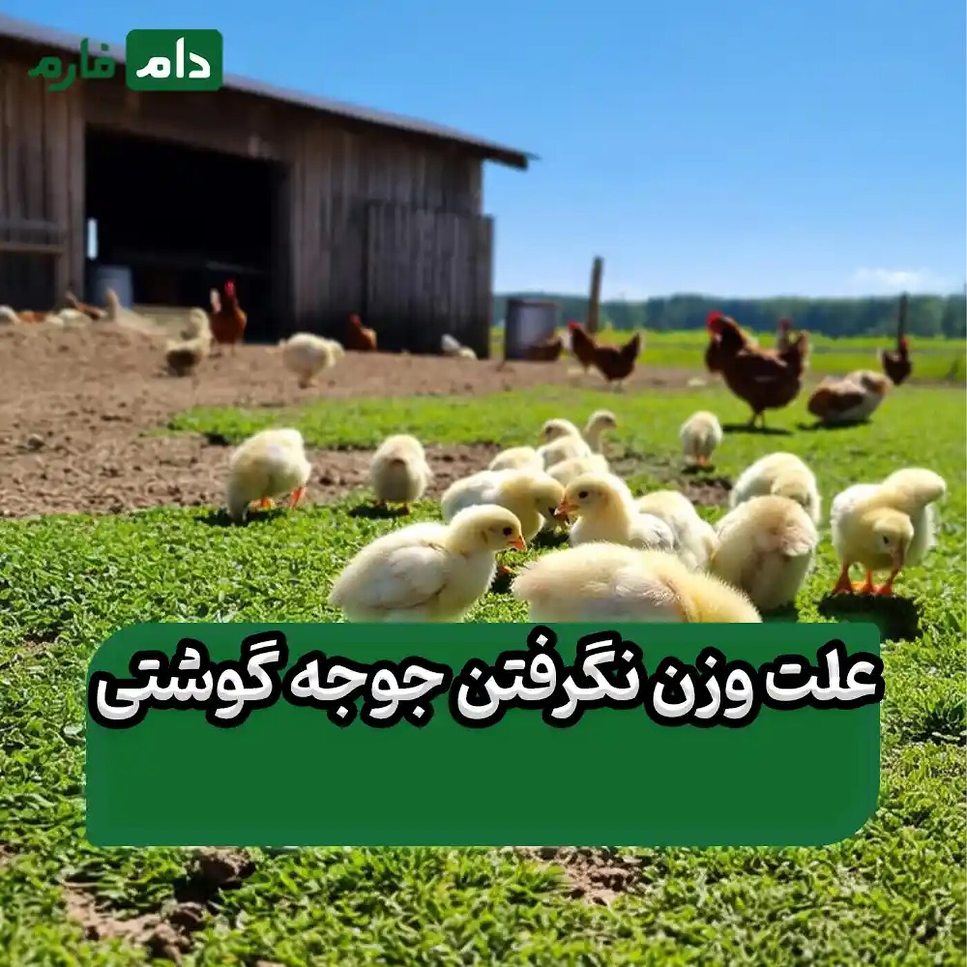عدم_وزن_گیری_جوجه_یک‌روزه_گوشتی_:_علت‌ها_و_راهکارها