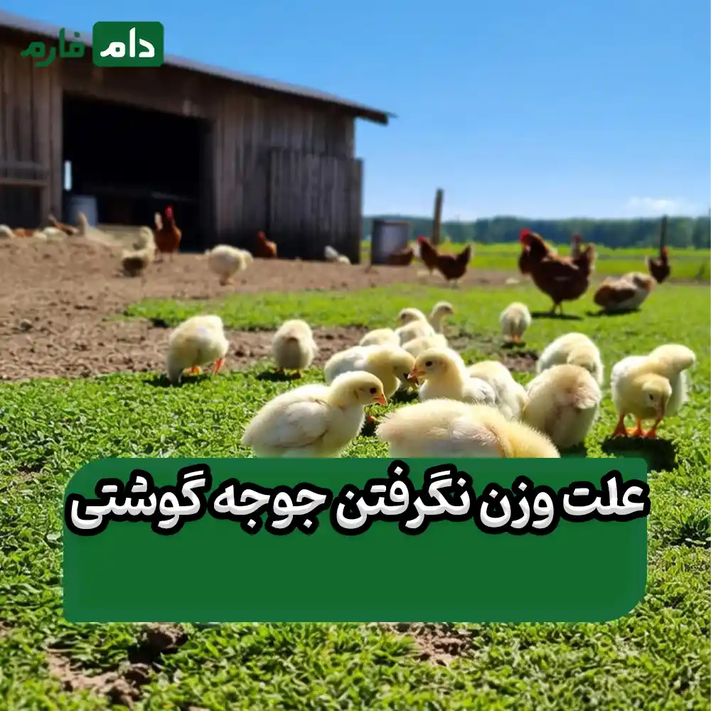 عدم_وزن_گیری_جوجه_یک‌روزه_گوشتی_:_علت‌ها_و_راهکارها