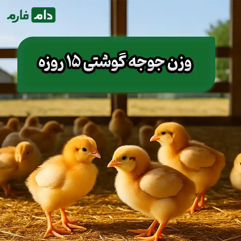 Nonweighing-of-dayold-broilers-causes-and-solutions