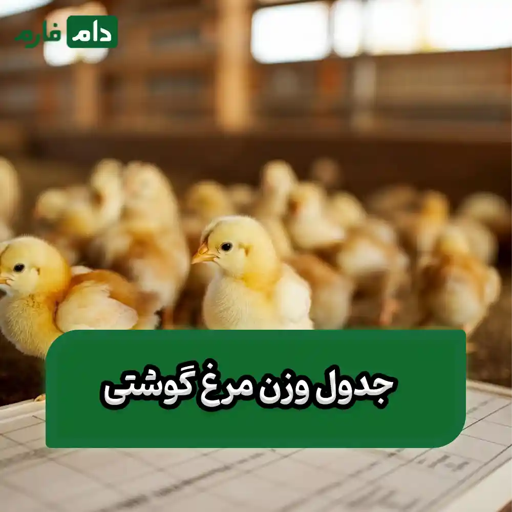 Nonweighing-of-dayold-broilers-causes-and-solutions