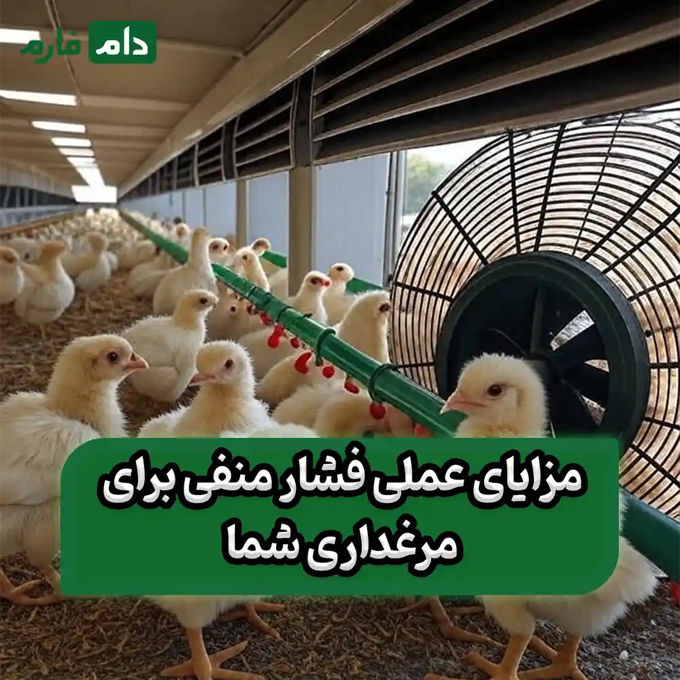 چگونه_فشار_منفی_سالن_مرغداری_تلفات_جوجه‌ها_را_به_صفر_می‌رساند؟