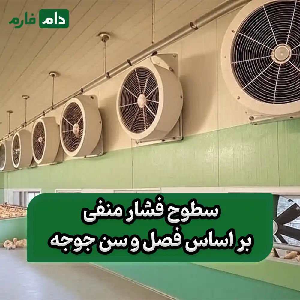 How-negative-pressure-in-the-poultry-house-reduces-chicken-mortality-to-zero