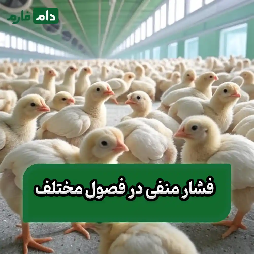 How-negative-pressure-in-the-poultry-house-reduces-chicken-mortality-to-zero