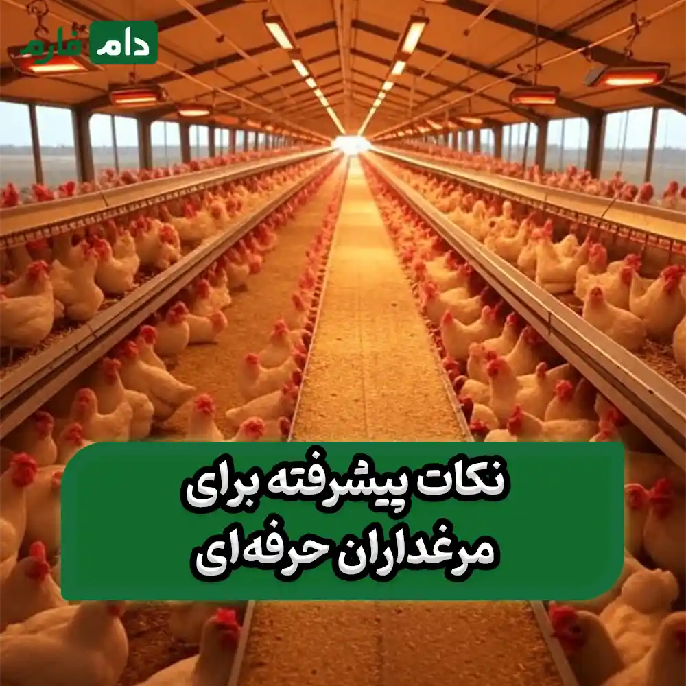 Proper-arrangement-of-jet-heaters-in-poultry-farms-a-comprehensive-guide-to-optimal-heating