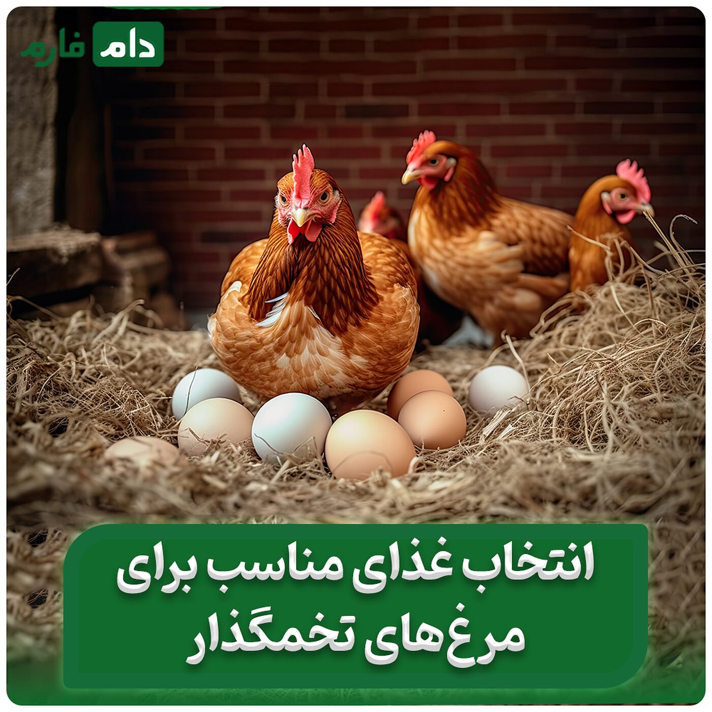 راز_تغذیه_صحیح_مرغ_تخمگذار_برای_افزایش_تولید_و_کیفیت_تخم