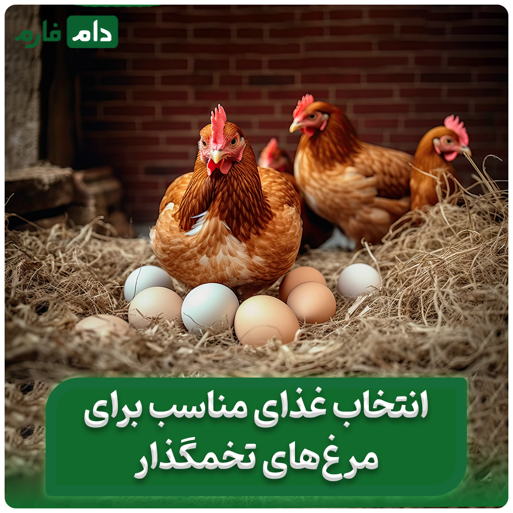 راز_تغذیه_صحیح_مرغ_تخمگذار_برای_افزایش_تولید_و_کیفیت_تخم