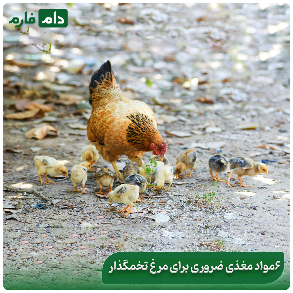 The-secret-of-proper-egg-laying-nutrition-for-increase-and-egg-quality