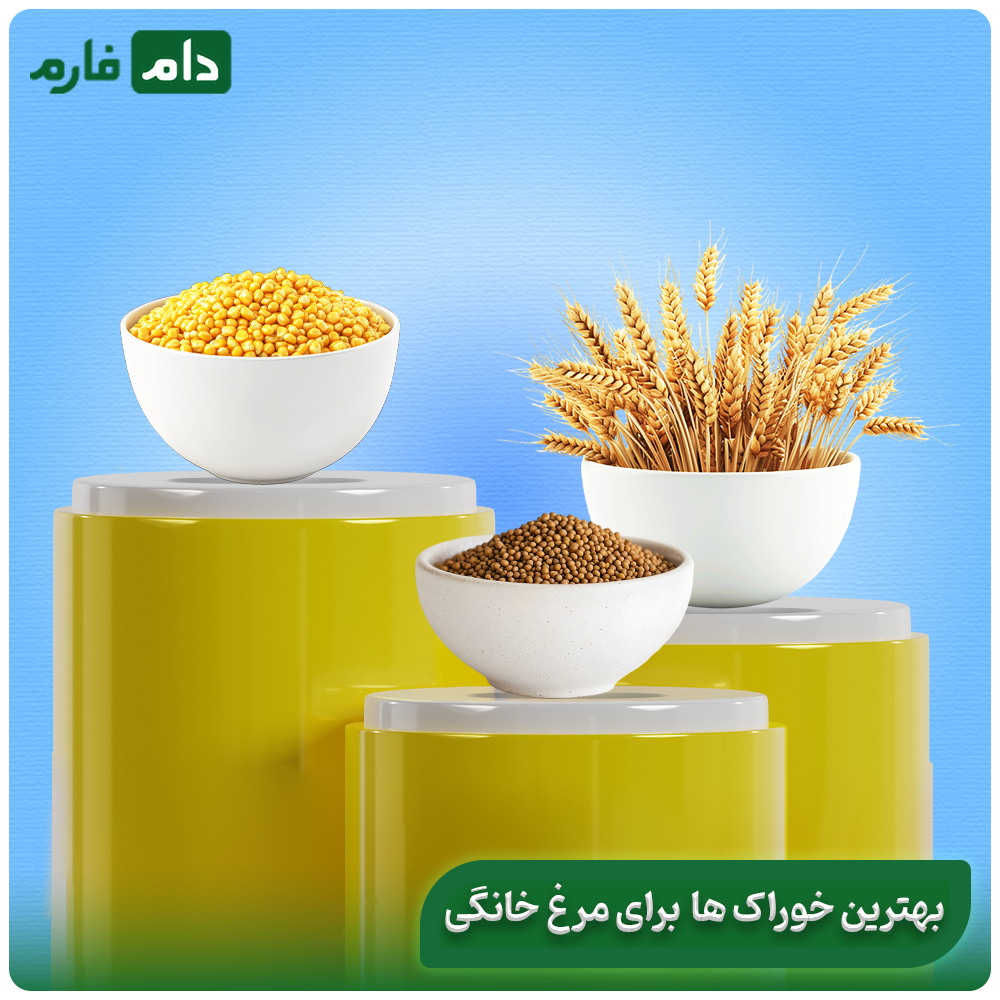 The-secret-of-proper-egg-laying-nutrition-for-increase-and-egg-quality