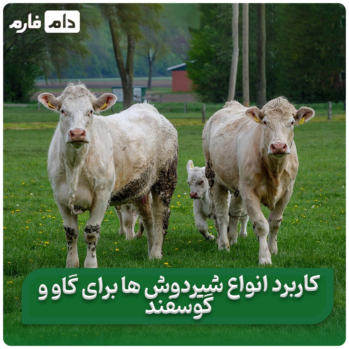 کاربرد_انواع_مختلف_دستگاه_شیردوش_ها_برای_گاو_و_گوسفند