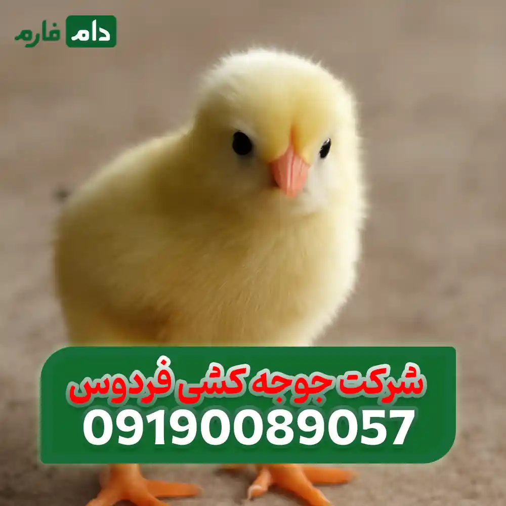 فروش_جوجه_شرکت_جوجه_کشی_فردوس_09190089057