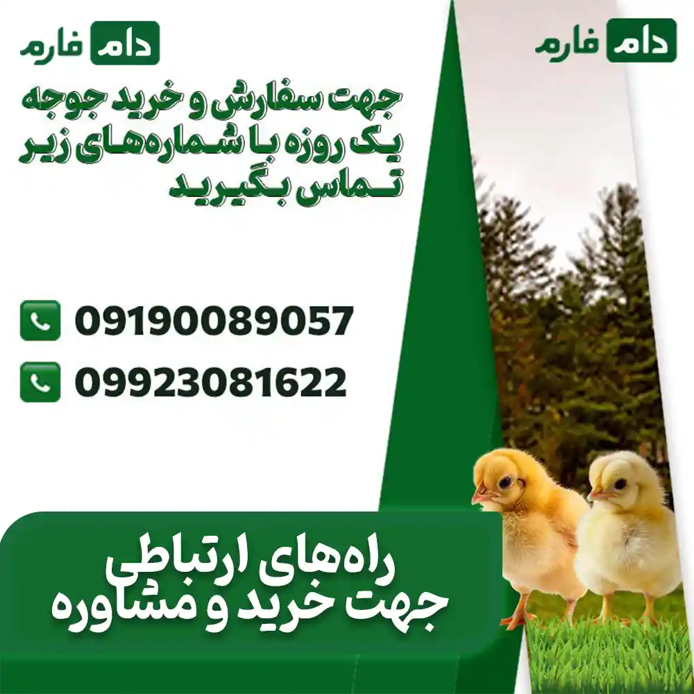 Selling-chickens-from-Ferdows-Hatchery-Company-09190089057