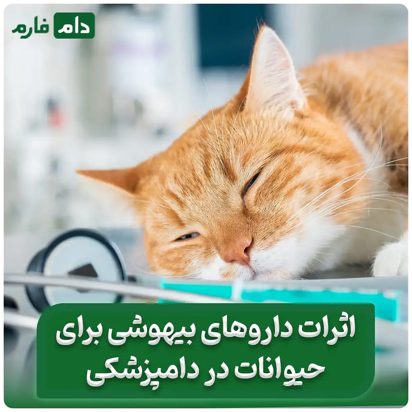 انواع_داروهای_بیهوشی_دامپزشکی_و_تاثیرات_آن‌ها