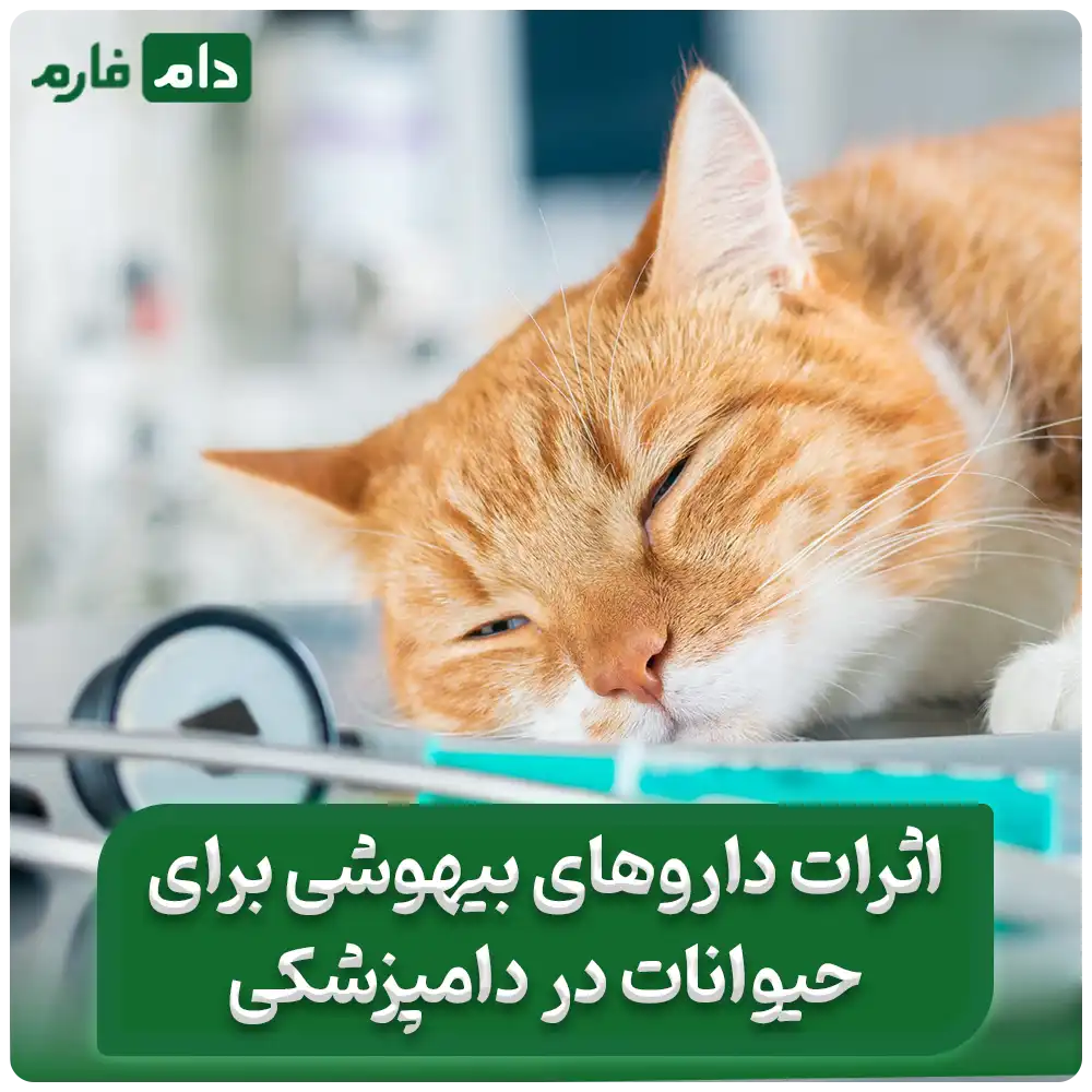 انواع_داروهای_بیهوشی_دامپزشکی_و_تاثیرات_آن‌ها