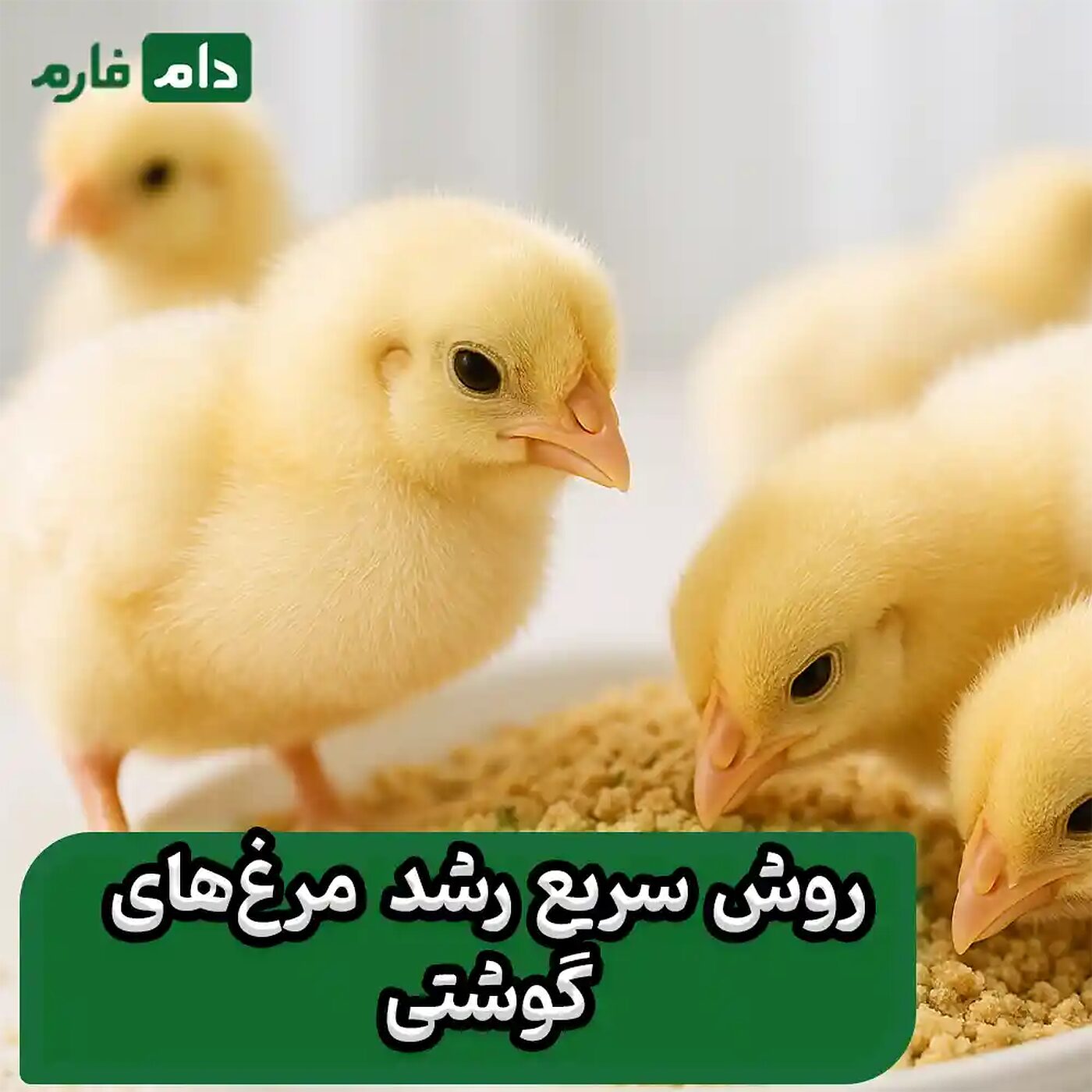 7_نوع_محرک_رشد_برای_مرغ‌های_گوشتی_