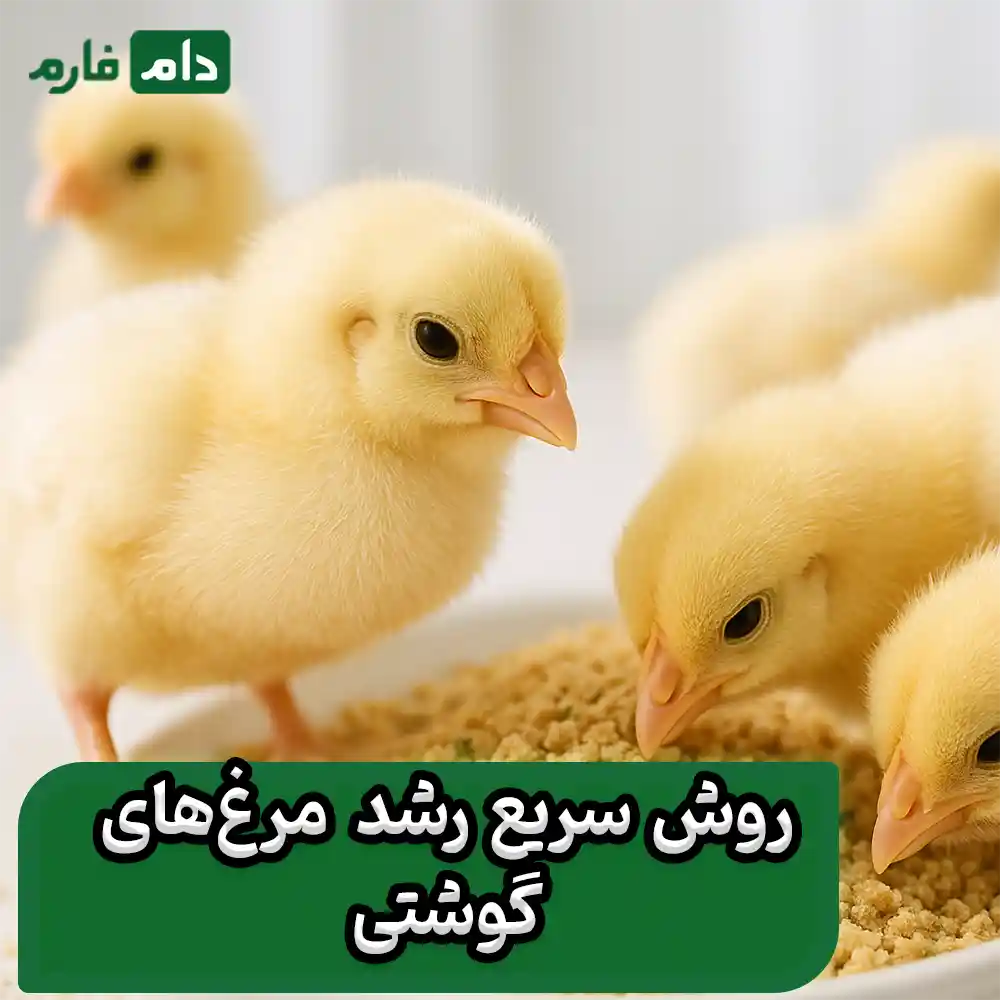 7_نوع_محرک_رشد_برای_مرغ‌های_گوشتی_