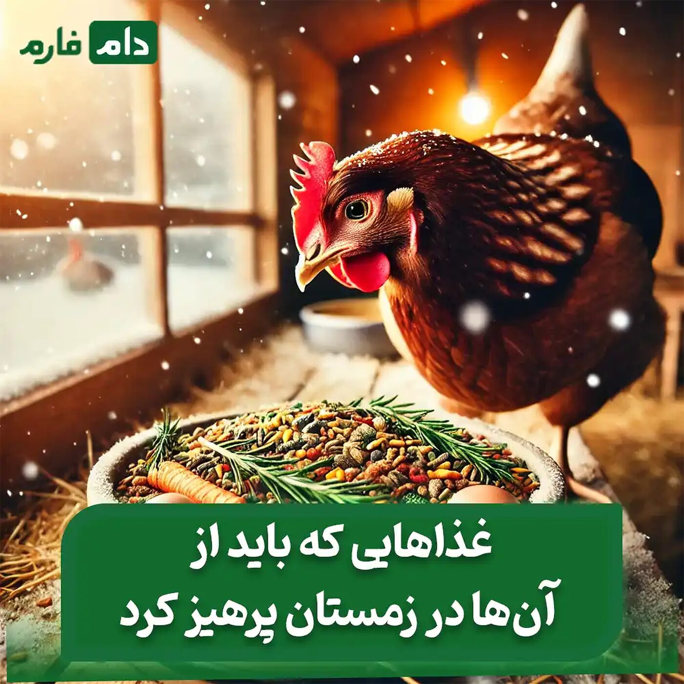 بهترین_خوراک‌ها_برای_مرغ_در_زمستان