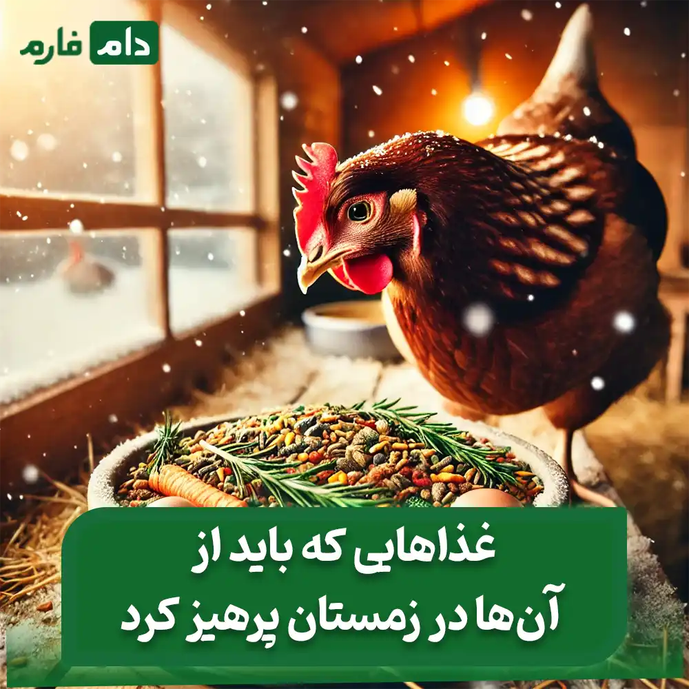 بهترین_خوراک‌ها_برای_مرغ_در_زمستان