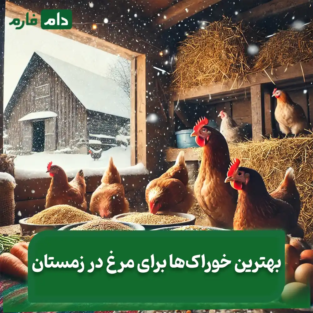 The-best-feeds-for-chickens-in-winter