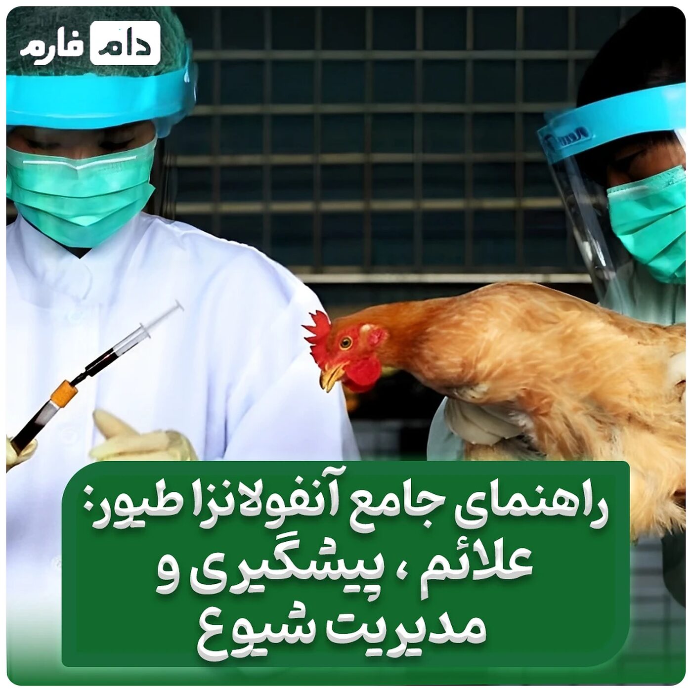 راهنمای_جامع_آنفولانزا_طیور:_علائم،_پیشگیری_و_مدیریت_شیوع