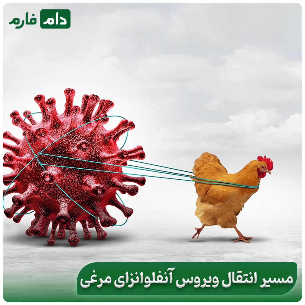 poultry-flu