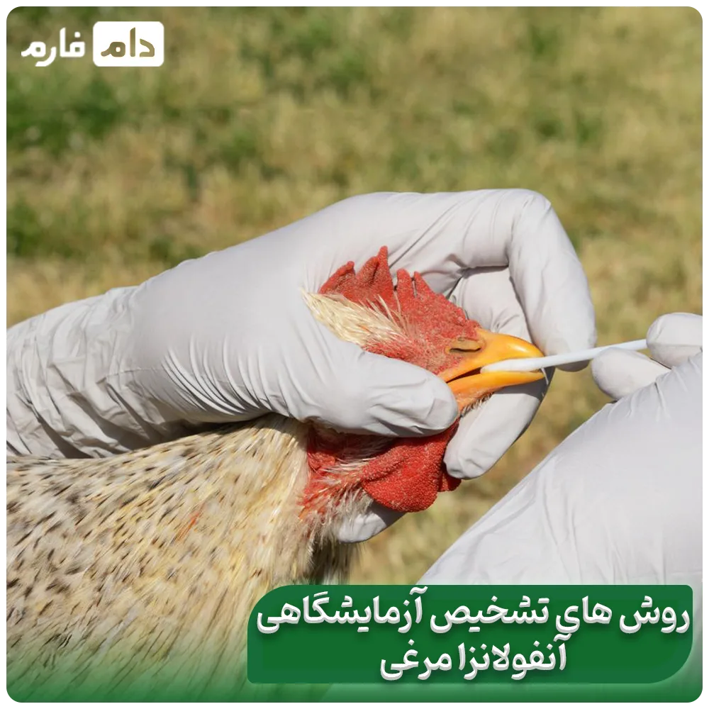 poultry-flu