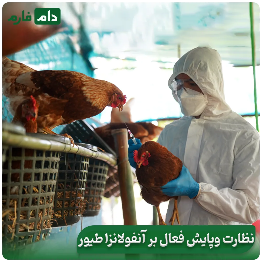 poultry-flu