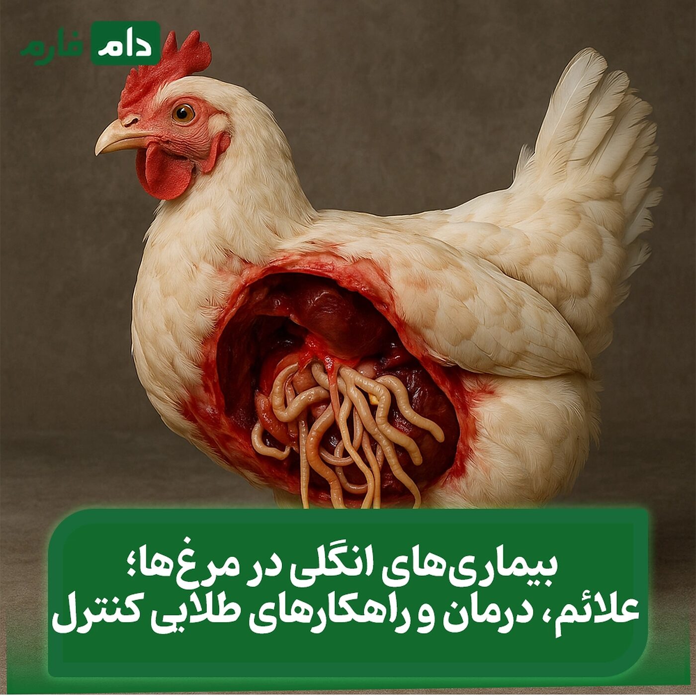 بیماری‌های_انگلی_در_مرغ‌ها؛_علائم،پیشگیری_و_درمان_انگل_در_جوجه