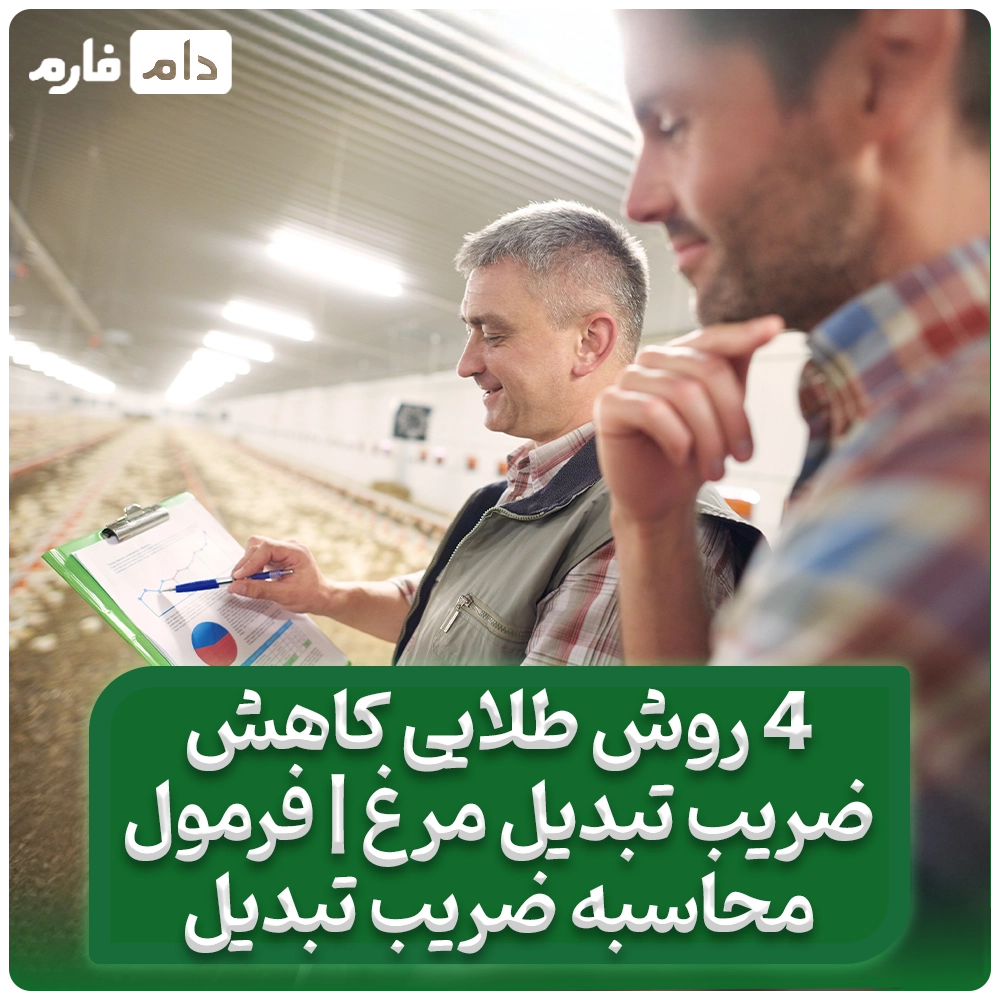 4_روش_طلایی_کاهش_ضریب_تبدیل_مرغ_|_فرمول_محاسبه_ضریب_تبدیل_جوجه