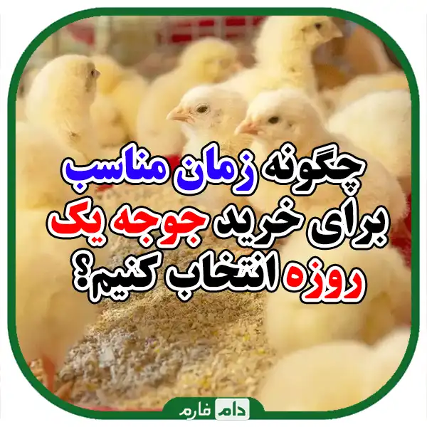 The-best-time-to-buy-day-old-chicks-and-tips-you-should-know