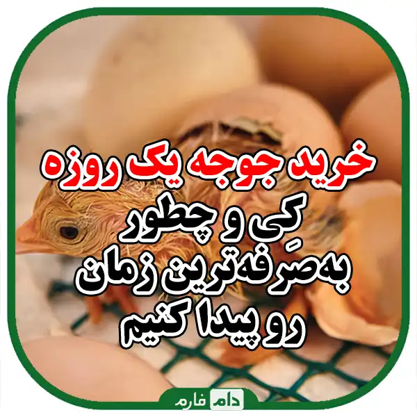 The-best-time-to-buy-day-old-chicks-and-tips-you-should-know