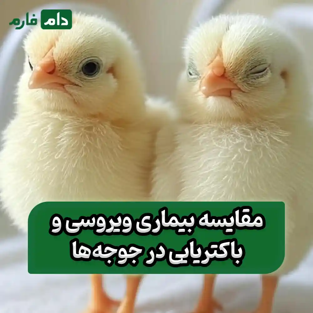 The-difference-between-viral-and-bacterial-disease-in-chickens