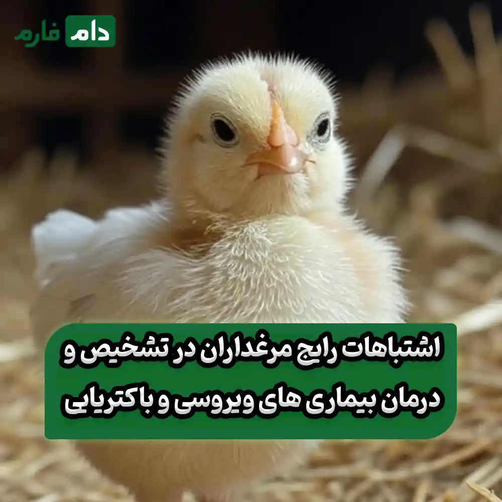 The-difference-between-viral-and-bacterial-disease-in-chickens