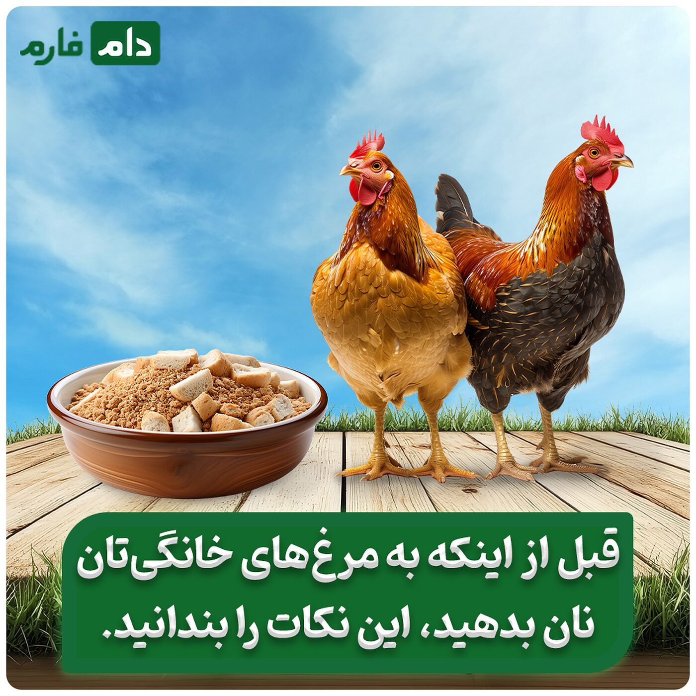 آیا_نان_انتخاب_درستی_برای_تغذیه_مرغ‌های_خانگی_است؟