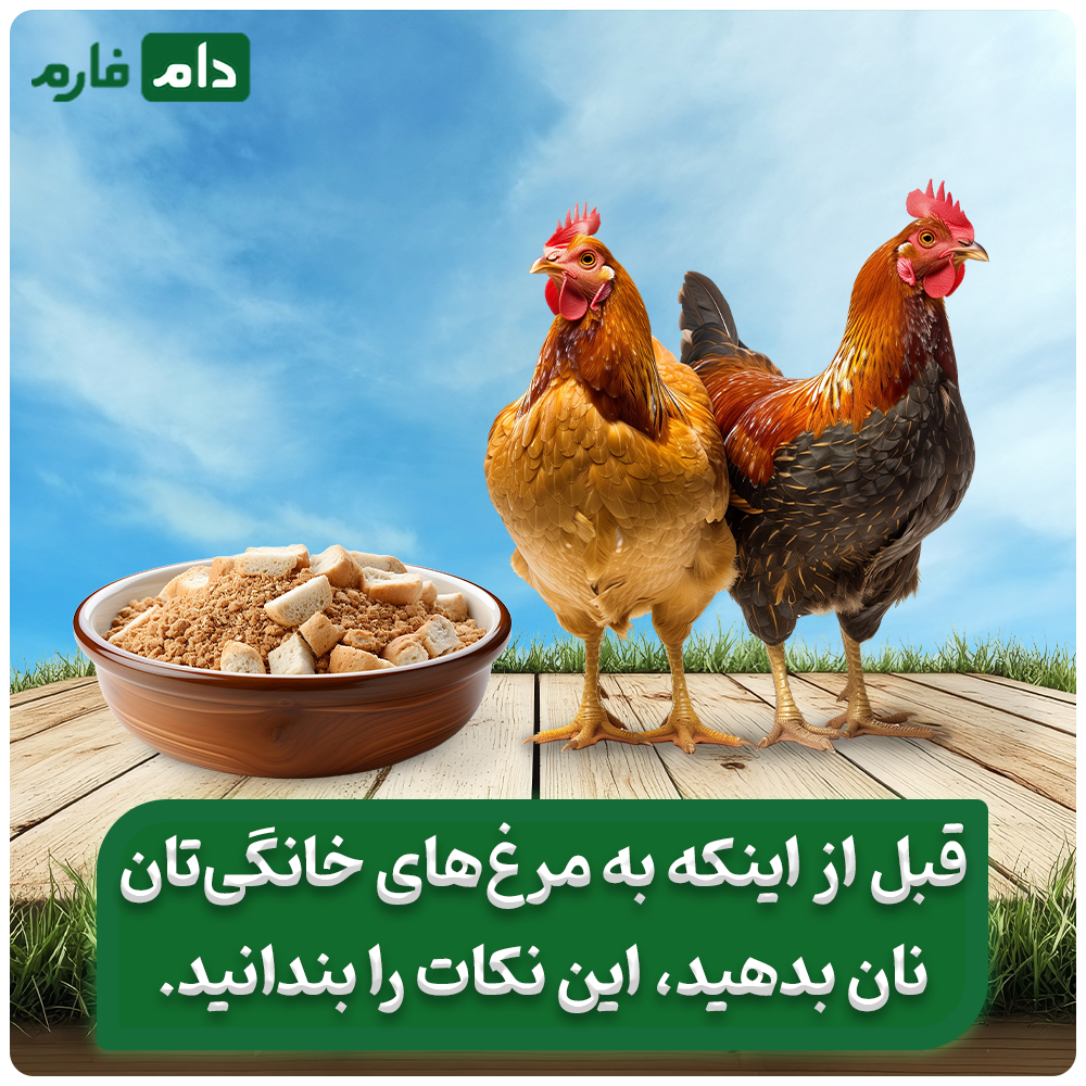 آیا_نان_انتخاب_درستی_برای_تغذیه_مرغ‌های_خانگی_است؟