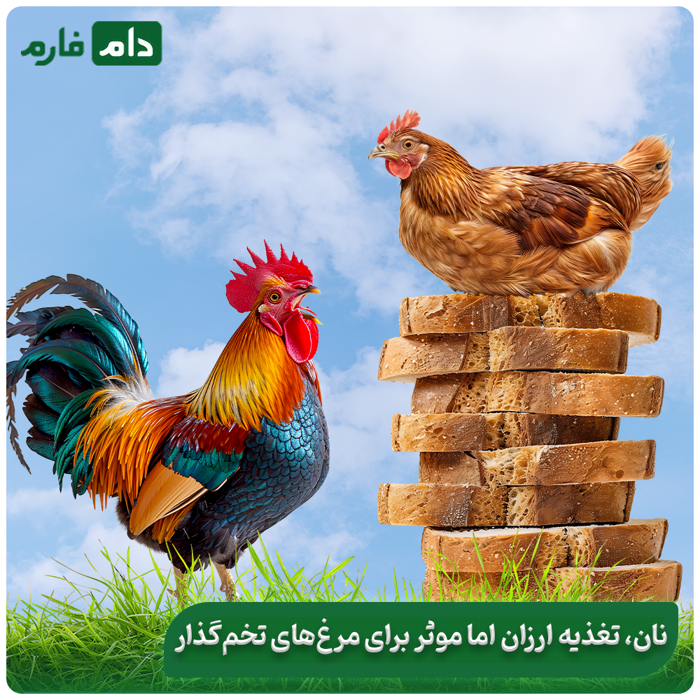 Is-it-the-right-bread-to-feed-chickens