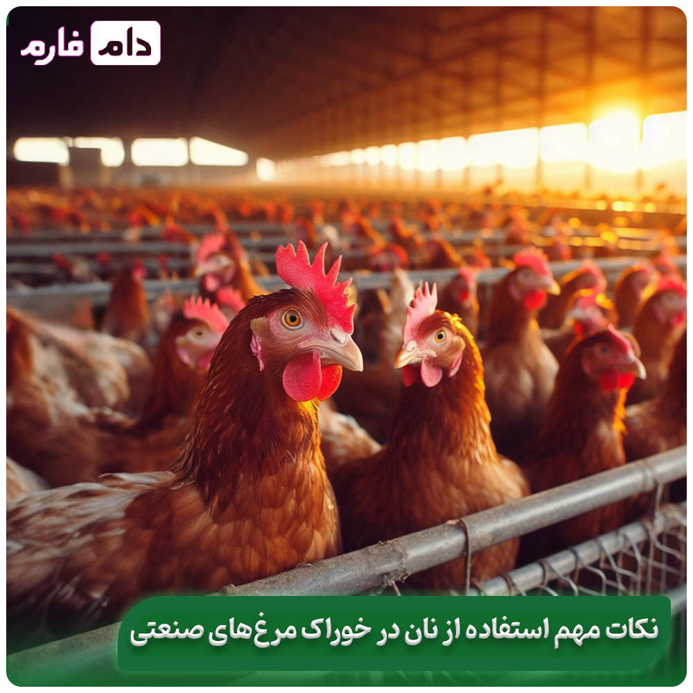 Is-it-the-right-bread-to-feed-chickens