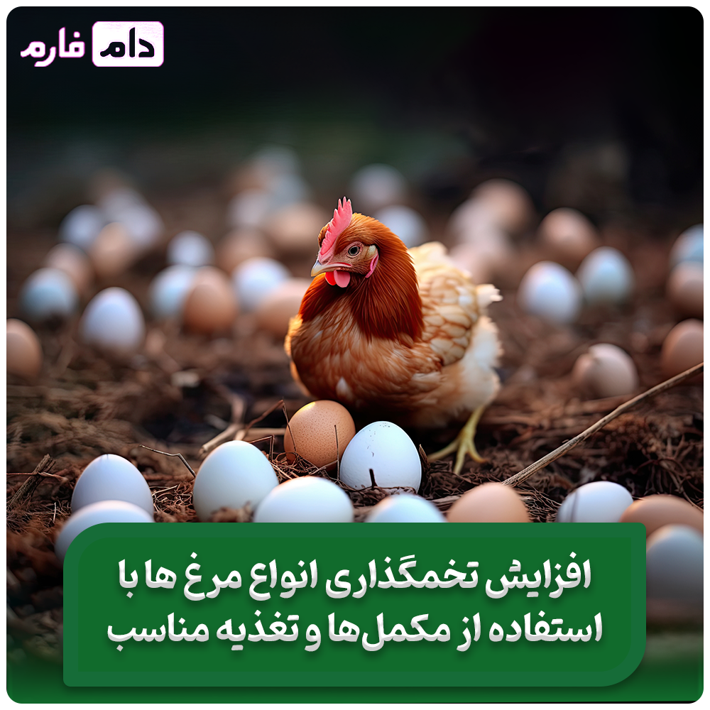 داروها_و_مکمل‌های_مؤثر_برای_افزایش_تخم‌گذاری_تمامی_مرغ‌ها
