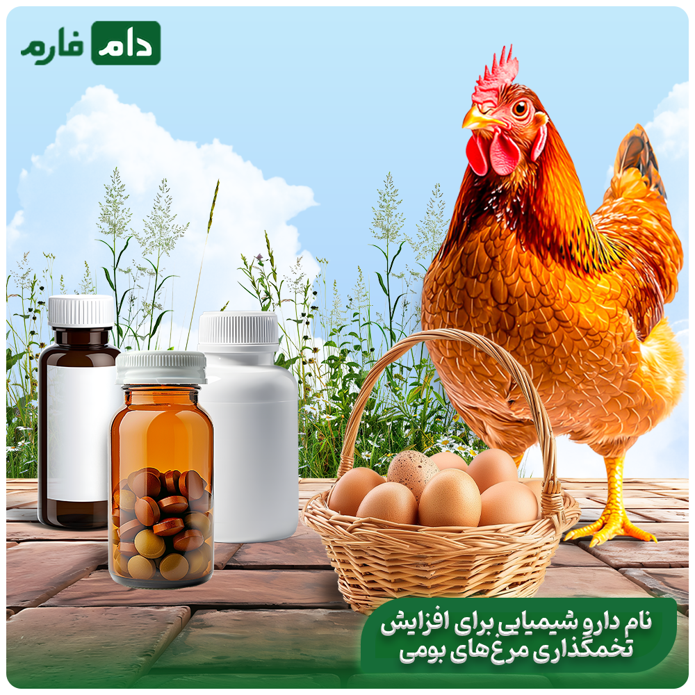 Medicines-and-supplements-to-increase-the-estimation-of-all-chickens