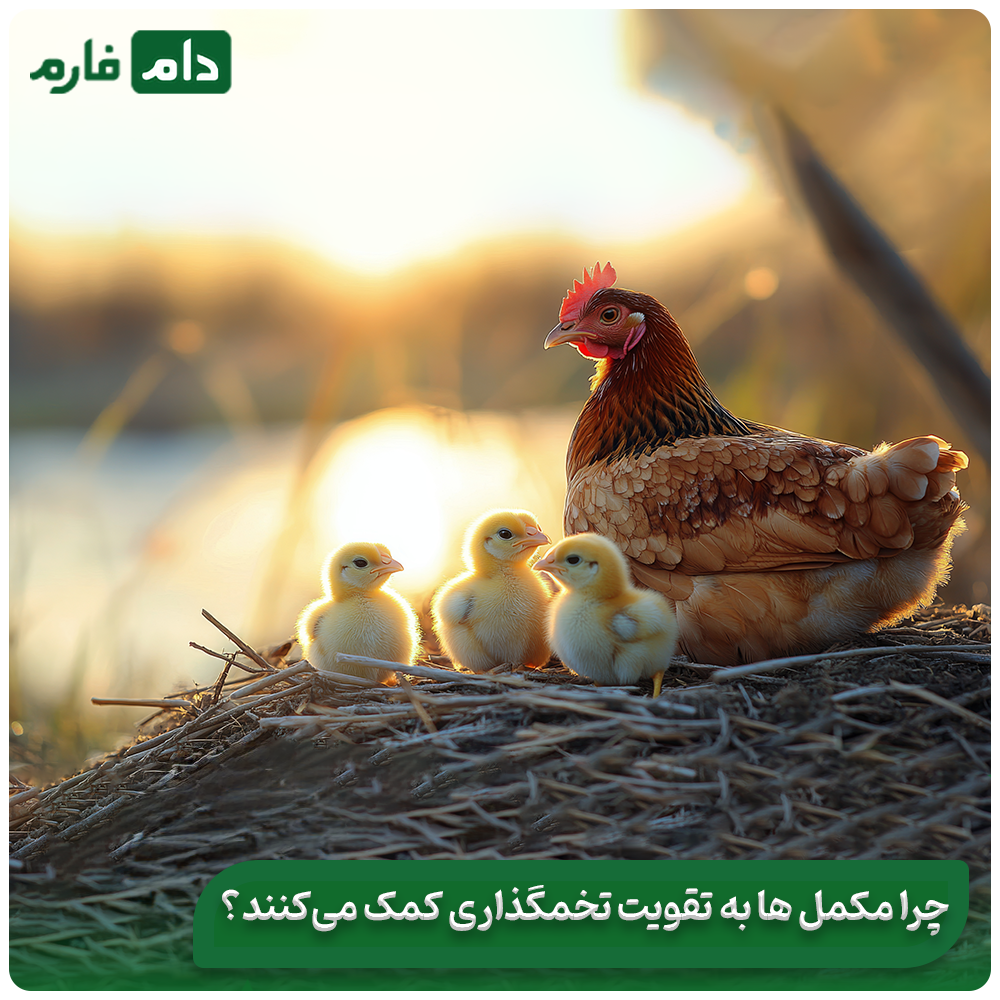 Medicines-and-supplements-to-increase-the-estimation-of-all-chickens