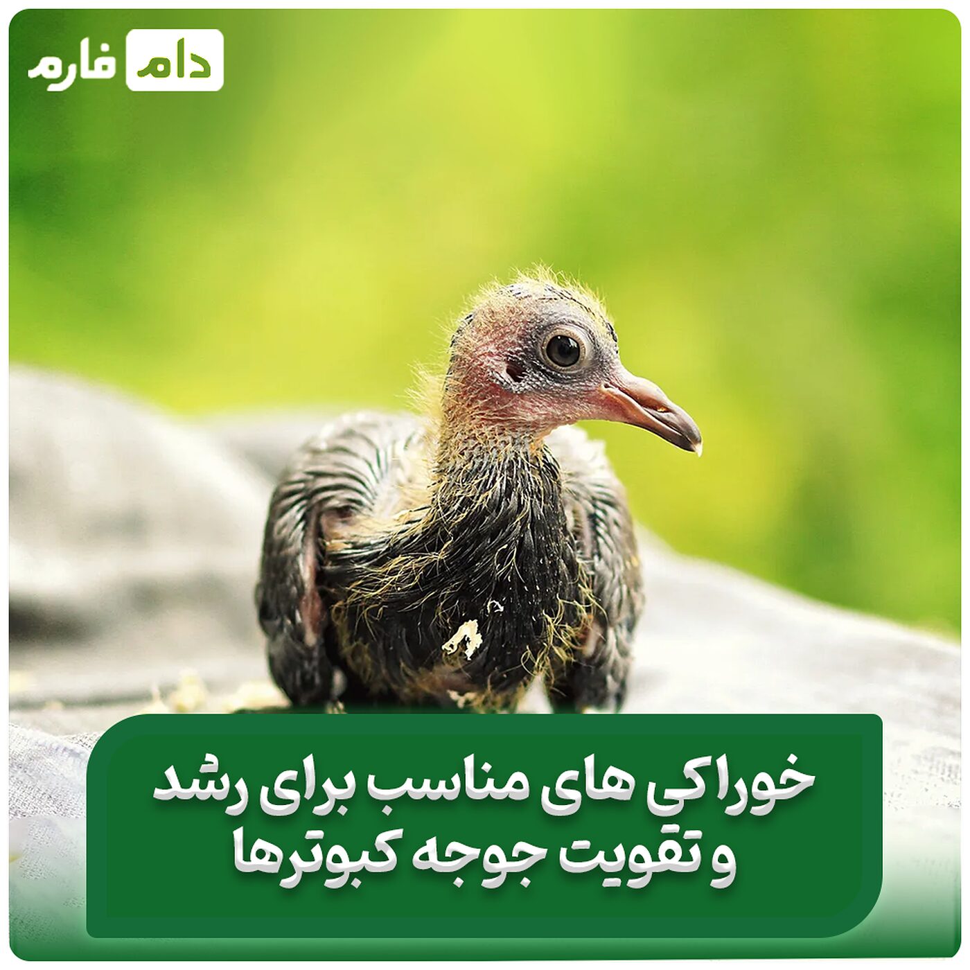 بهترین_تغذیه_برای_رشد_سریع_و_سالم_جوجه‌_کبوتر_ها