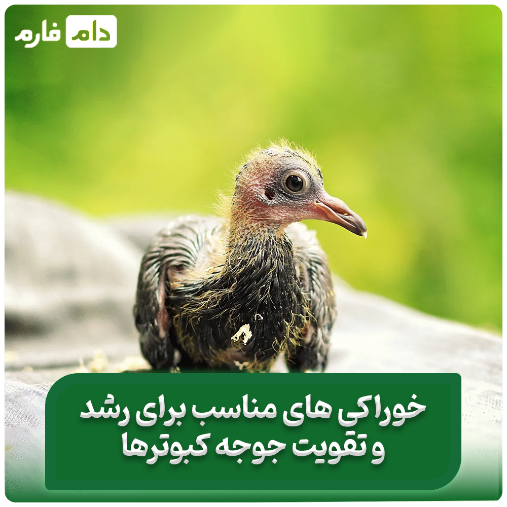 بهترین_تغذیه_برای_رشد_سریع_و_سالم_جوجه‌_کبوتر_ها