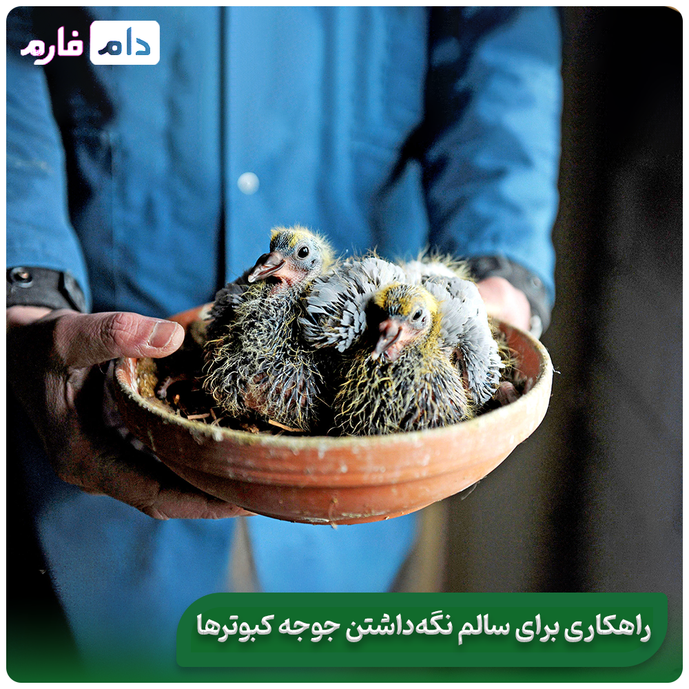 The-best-nutrition-for-the-fast-and-healthy-growth-of-pigeons