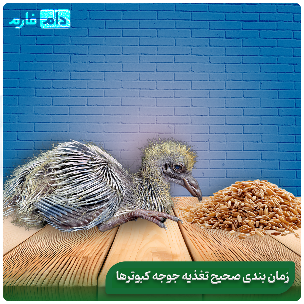 The-best-nutrition-for-the-fast-and-healthy-growth-of-pigeons