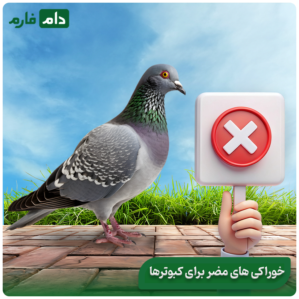 The-best-nutrition-for-the-fast-and-healthy-growth-of-pigeons