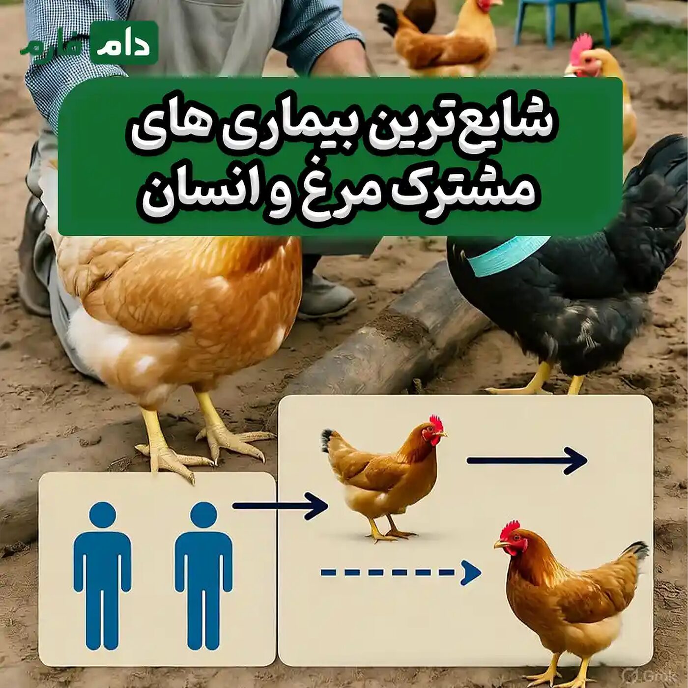 بیماری_های_مشترک_مرغ_و_انسان