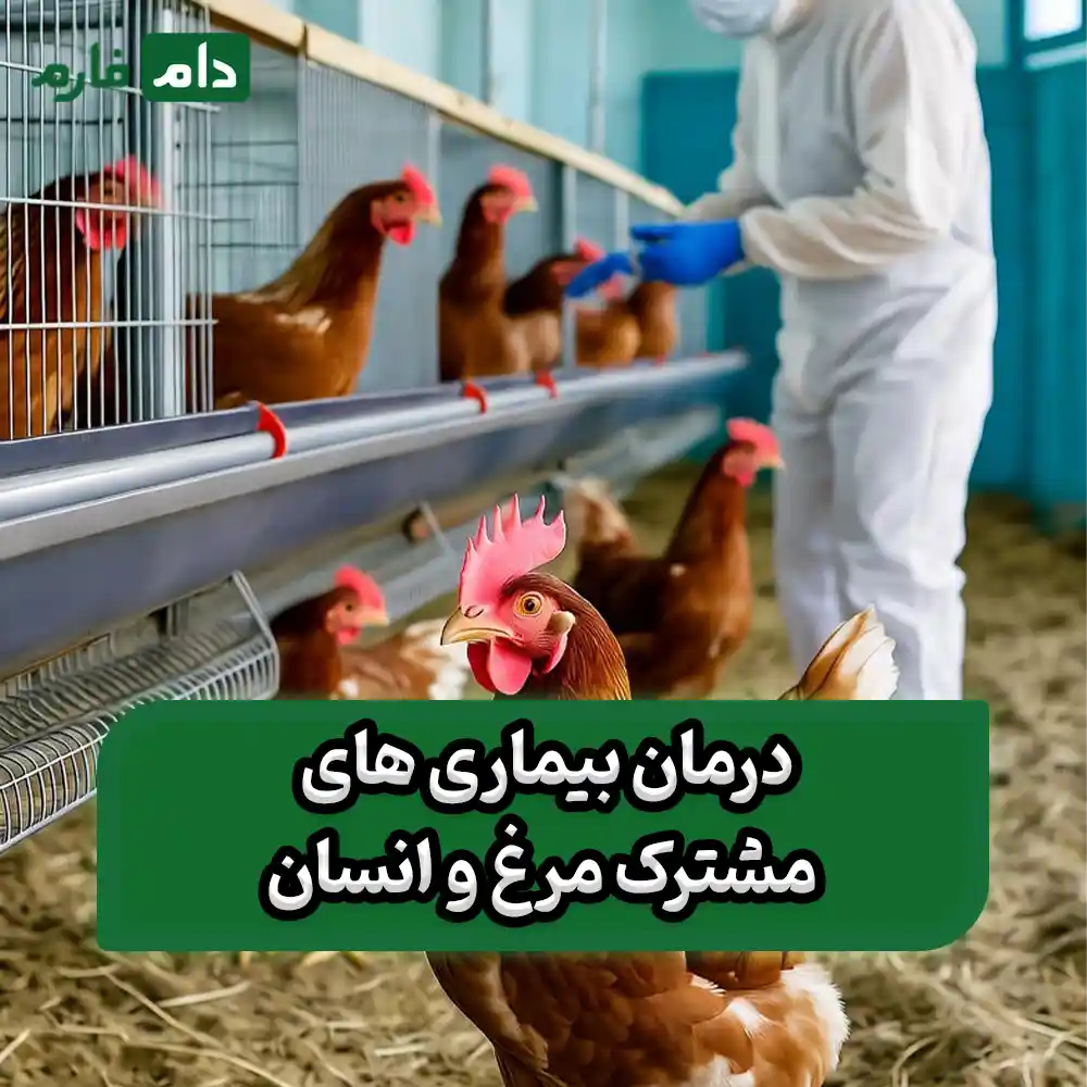 Common-diseases-of-chickens-and-humans