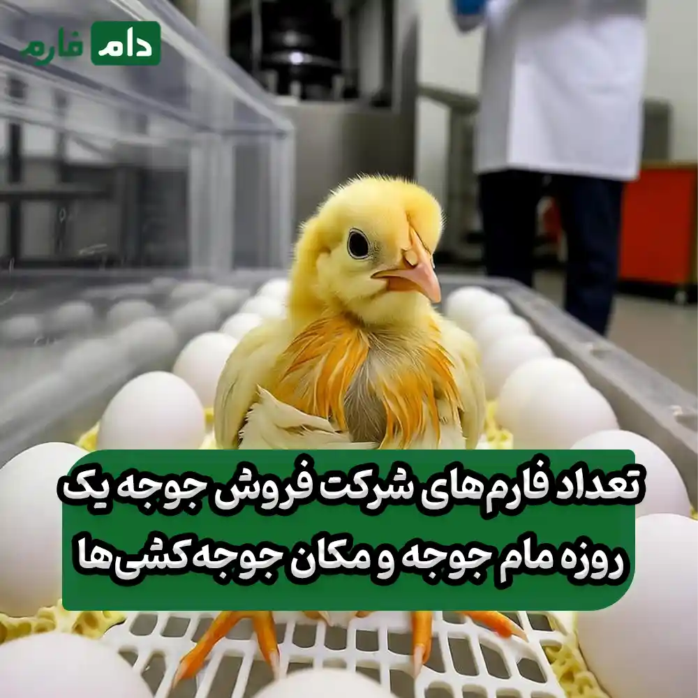 One-day-old-chick-sales-company-Mama-Jooja-09190089057