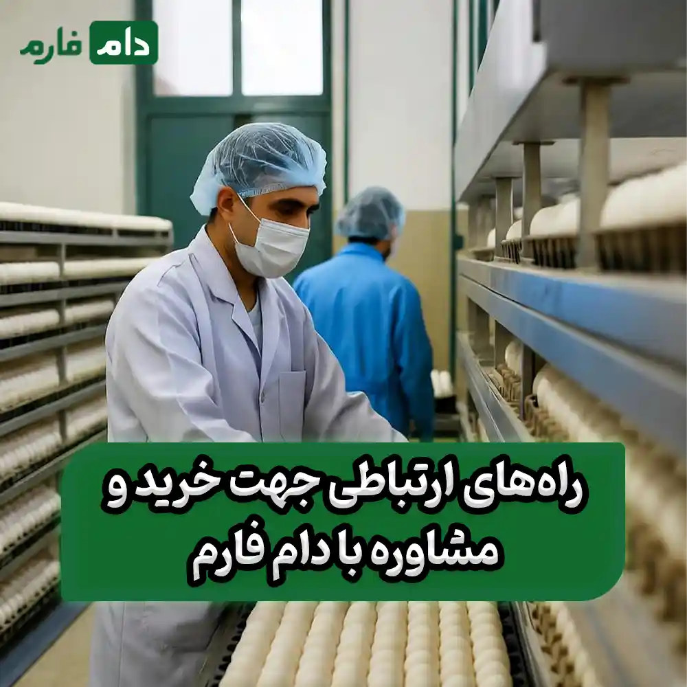 One-day-old-chick-sales-company-Mama-Jooja-09190089057