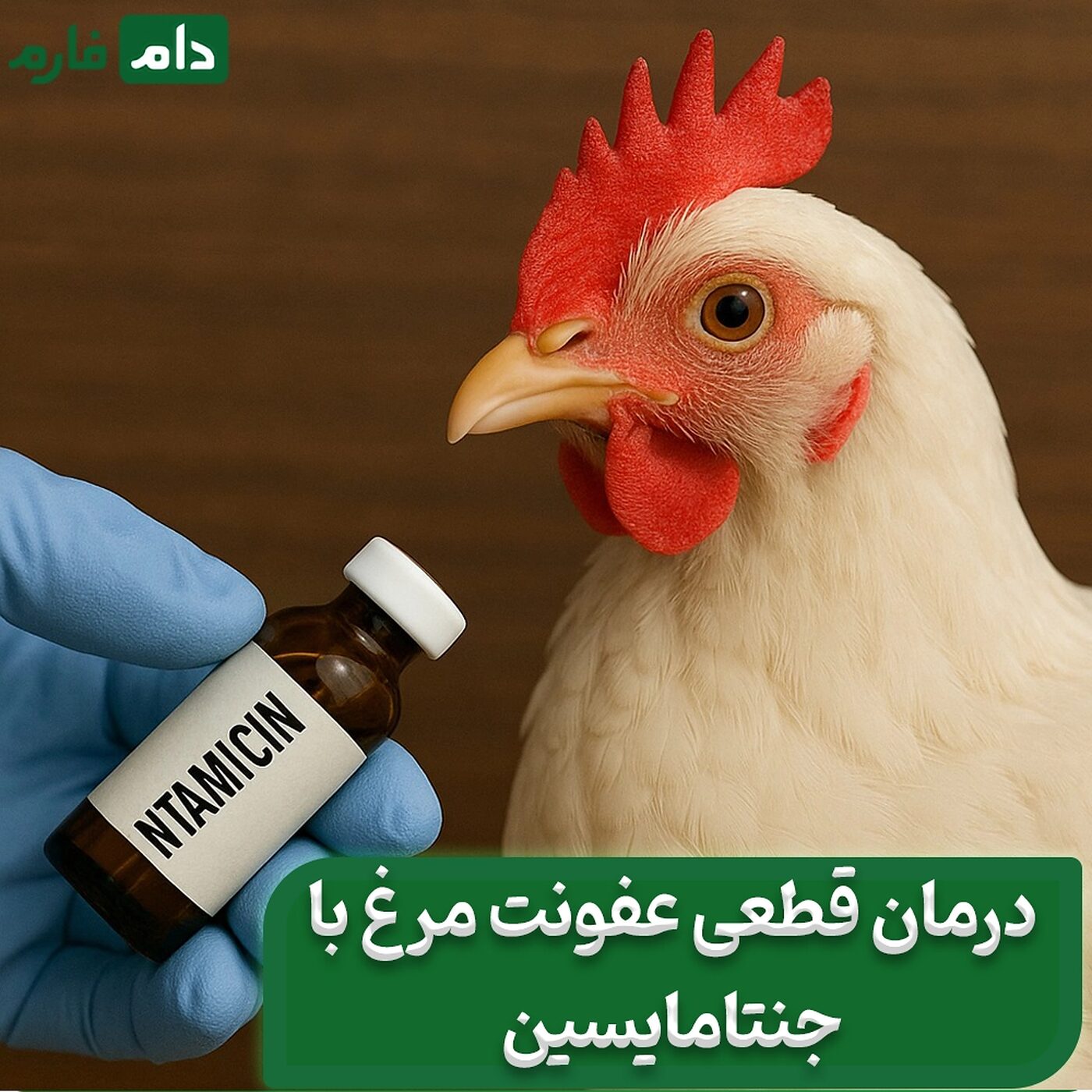 داروی_ضروری_برای_هر_مرغداری_|_جنتامایسین